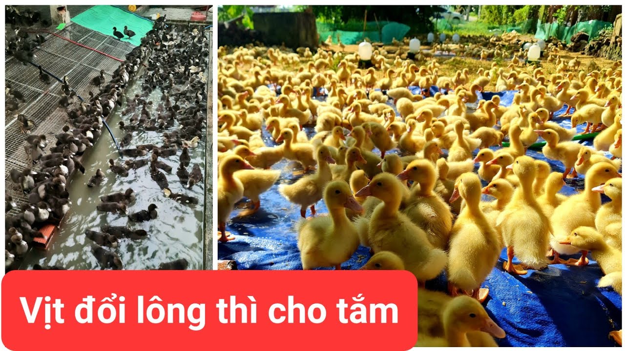 Khi nào cho vịt, vịt xiêm bắt đầu tắm, kết thúc giai đoạn úm nhé