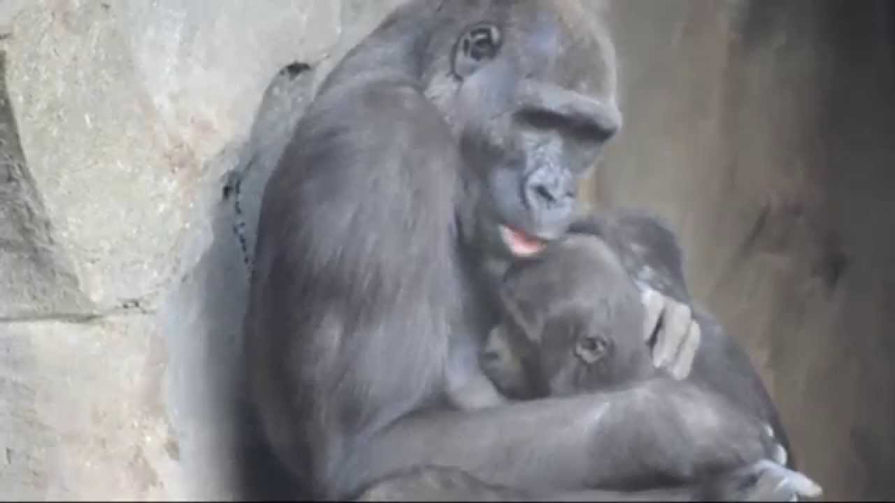Ebo, el primer gorila nacido en BIOPARC Valencia, cumple 3 años (compilación vídeos)