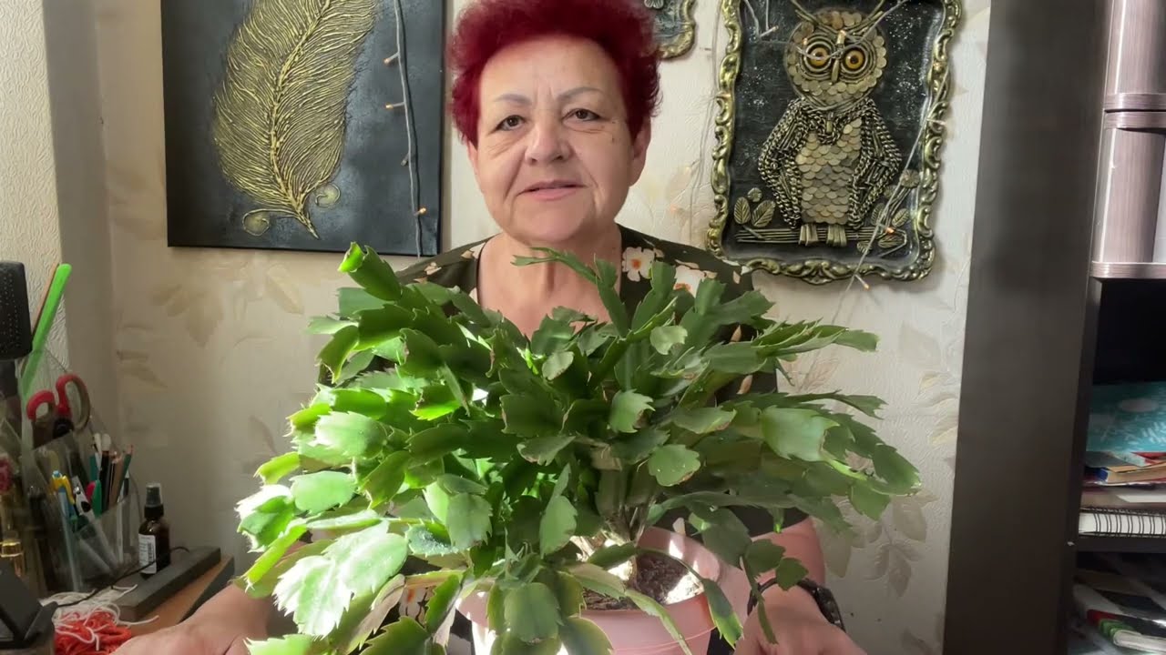 Декабрист отцвел. Что дальше? Готовлю его к новому цветению! Обрезка Декабриста.#декабристы
