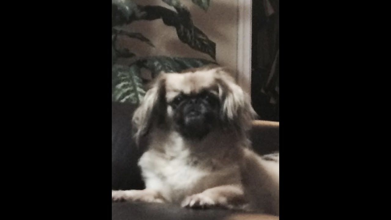 History of the Breed Pekingese + Chin Chin Tribute