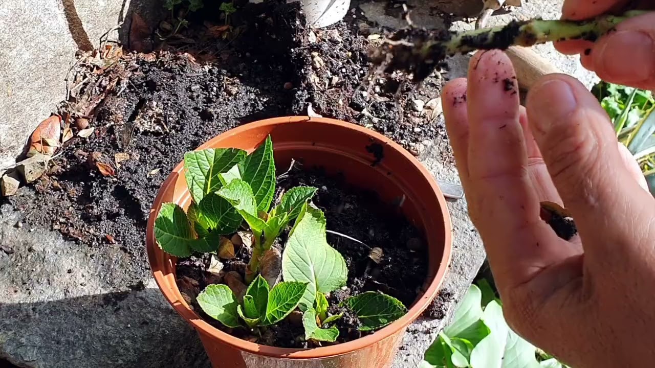 TALEA ORTENSIA come farla con la PATATA
