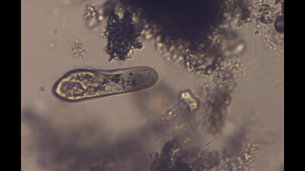 Paramecium caudatum - PL
