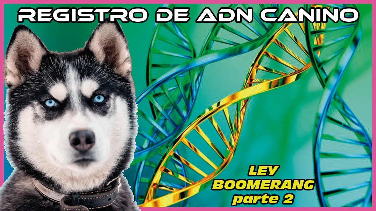 Registro de ADN canino para el control de perros (ley boomerang parte2)
