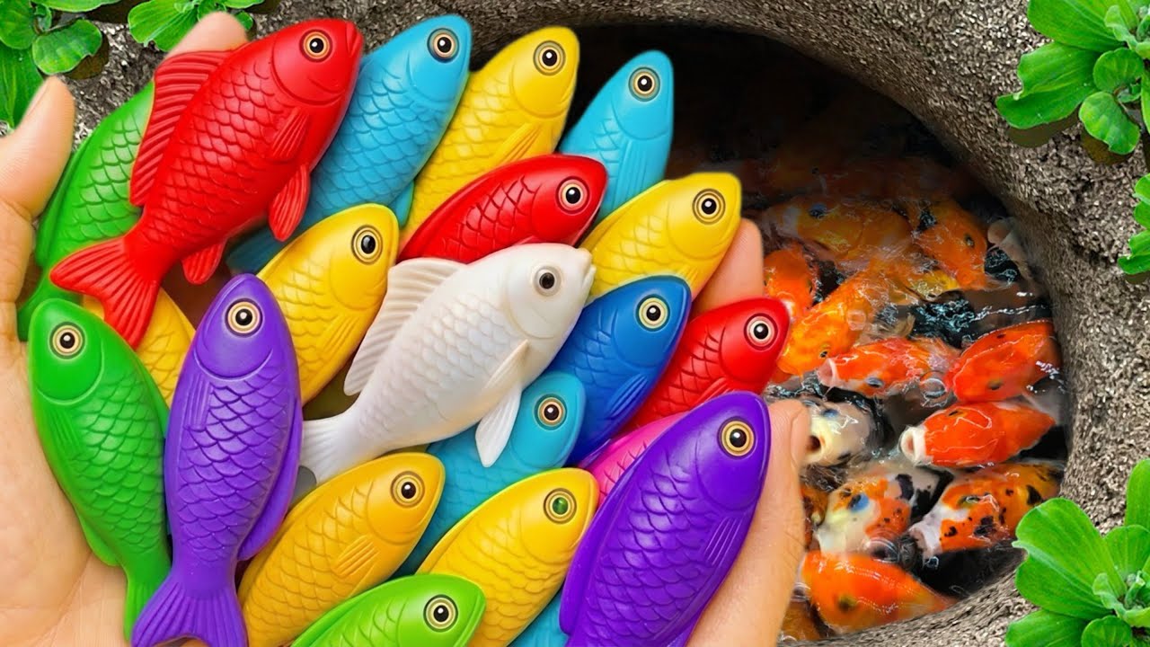 Catch beautiful aquarium fish in small pond baby turtles, eel, nemo fish, guppies, iguanas,rat fish🐠
