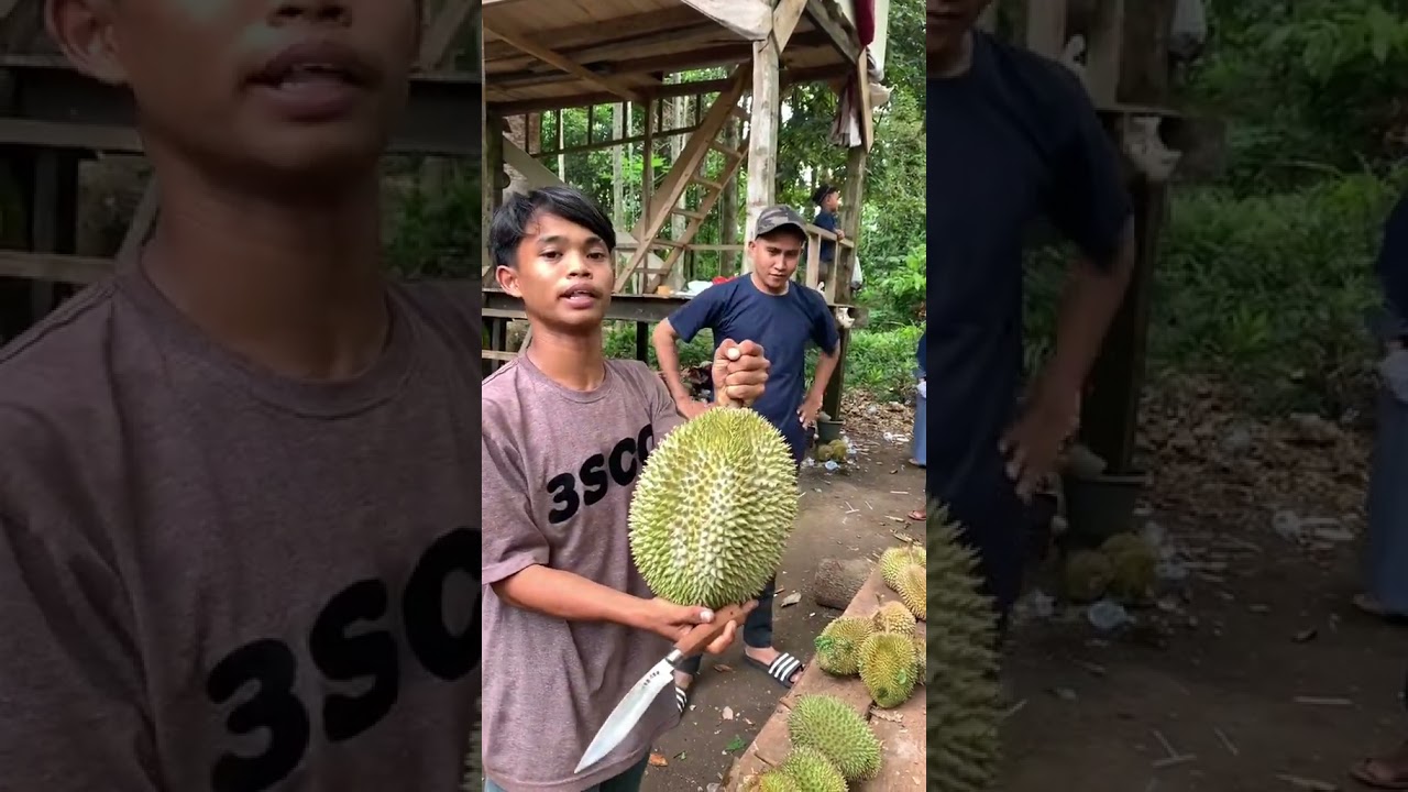 Kualitas durian lokal (23 Agustus 2024)