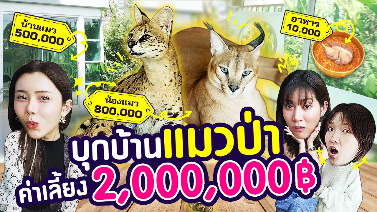 บุกบ้าน“แมวป่า”หลักแสน ทั้งสร้างบ้าน ทั้งค่าเลี้ยงดูรวมกัน 2 ล้าน!!