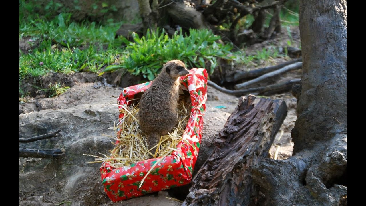Regali sotto l'albero per chi festeggia il primo Natale al Parco Natura Viva!