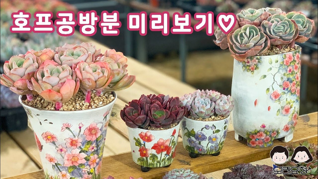 25.02.09 호프공방분 미리보기/ 늘 새롭고 예쁘죠/모래요정 다육식물 (多肉植物) (たにくしょくぶつ) Korean Succulent