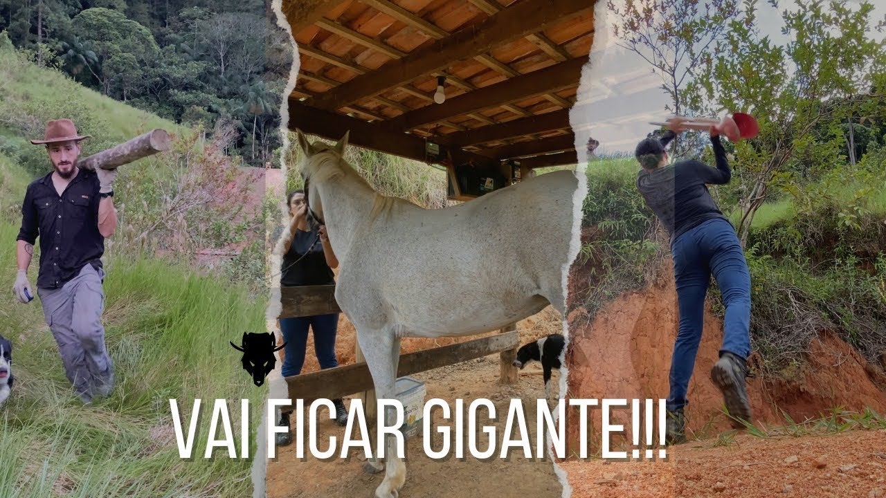 Começamos um NOVO PIQUETE para nossa ÉGUA!