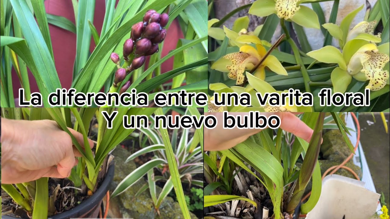 Mis orquídeas cymbidium ya están floreciendo.