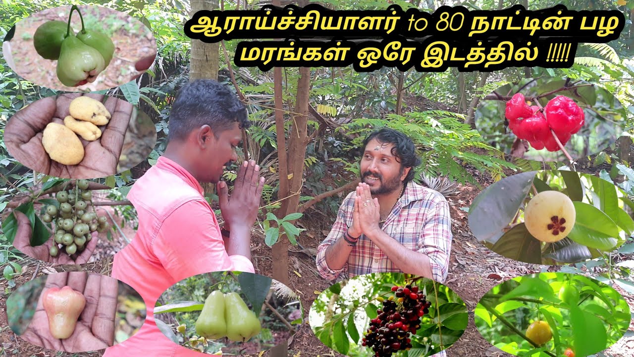 ஆராய்ச்சியாளரின் பழ தோட்டம் #80 நாட்டின் பழங்கள் ஒரே இடத்தில் #65 சென்ட் இடத்தில் ஒரு அமேசான் காடு