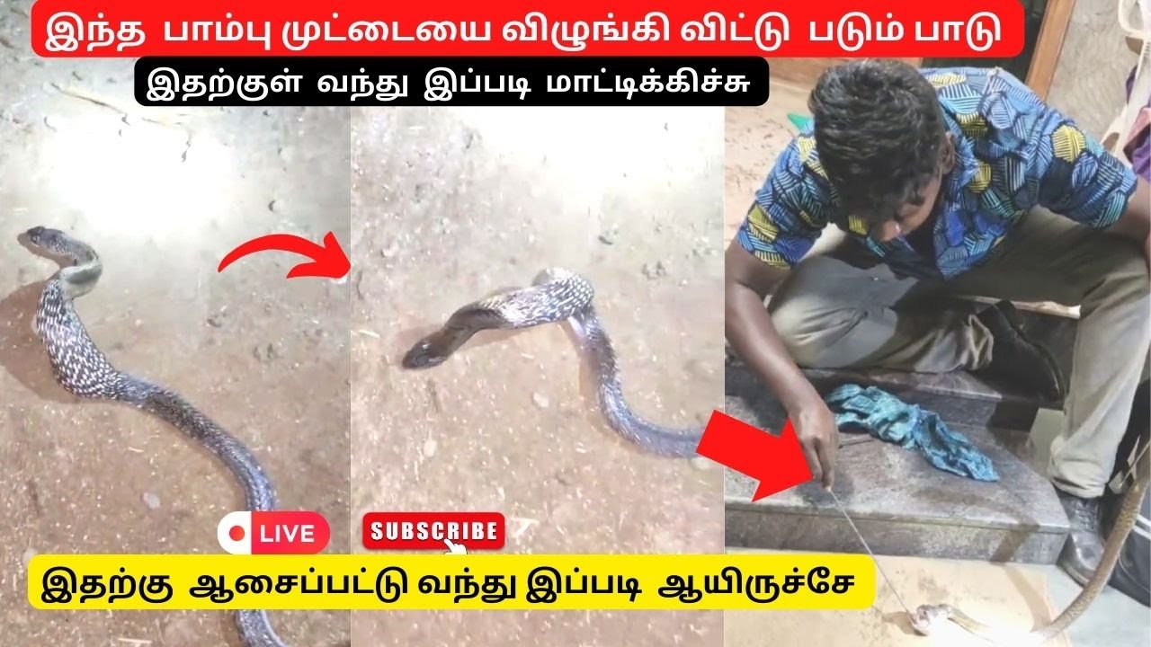 முட்டையை  விழுங்கிவிட்டு  கக்க முடியாமல் தவித்த  நாகம் 😲பத்திரமாக  மீட்ட காணொளி 😱