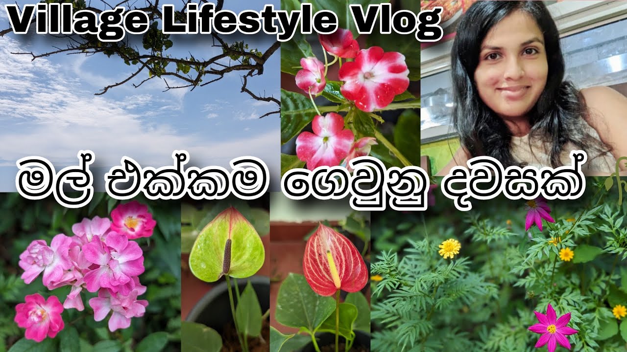 උදේම මල් එක්ක 🥀🥰 | මගේ අළුත් මල්  😍 | Village Lifestyle Vlog | Gardening Vlog Sinhala 