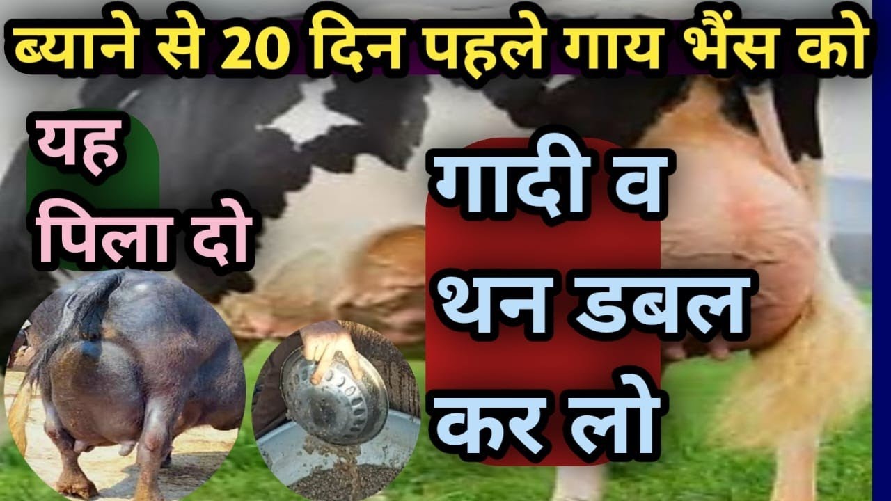 👍ब्याने से 20 दिन पहले गाय भैंस को यह पिला दो✌||गादी थन डबल कर लो/Increase Udder Cow Buffalo