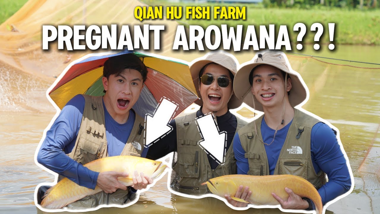 AROWANA HARVESTING IN QIAN HU FISH FARM!
