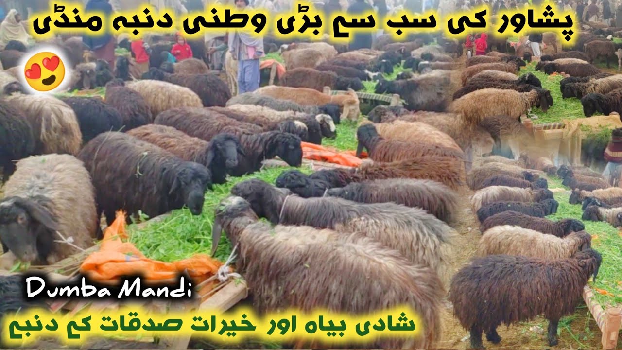 Dumba 🐏 Mandi Peshawar 2024 | Watani Waziristan Sheep Prices | Sarband Dumba Mandi | Izhar Ali Shah