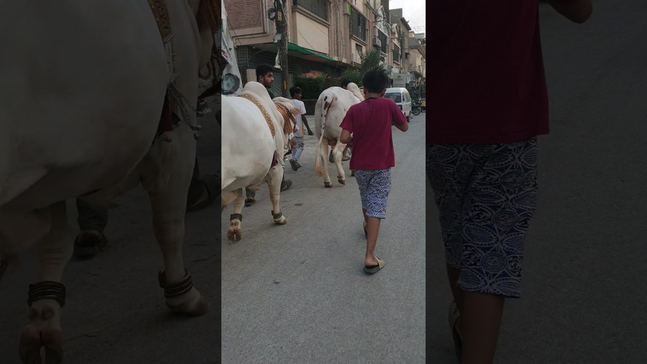 bull walk ❣❣ #viral #bachrian #shortsvideo #animals #bachry