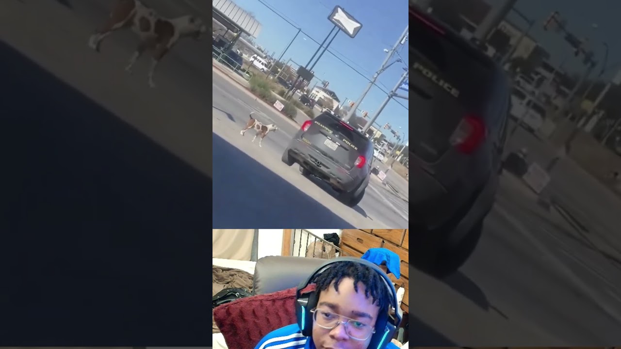 Лучший друг человека