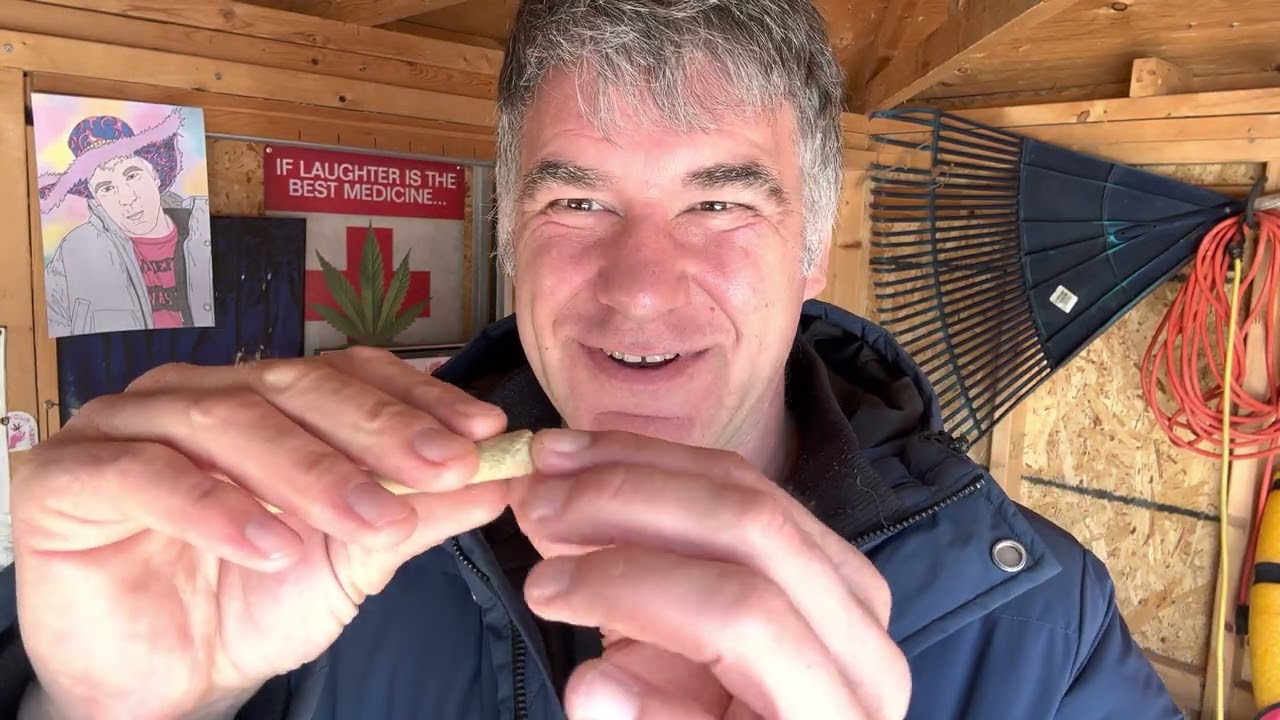 2023 04 02 The Shed! with 1964 Organic Super Lemon Haze 3.5g