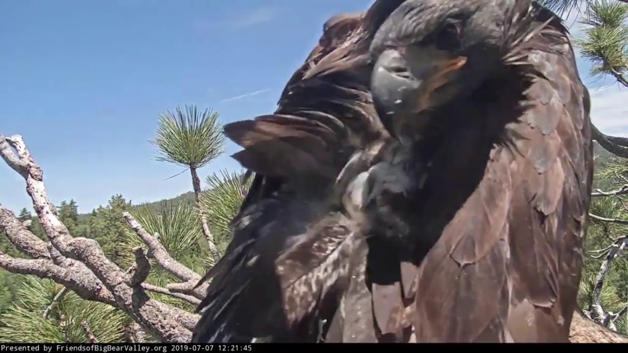 Big Bear Eagles * Simba Demonstrates Art of Preening * 11 Stories Up! * Feathers Ready for Take Off