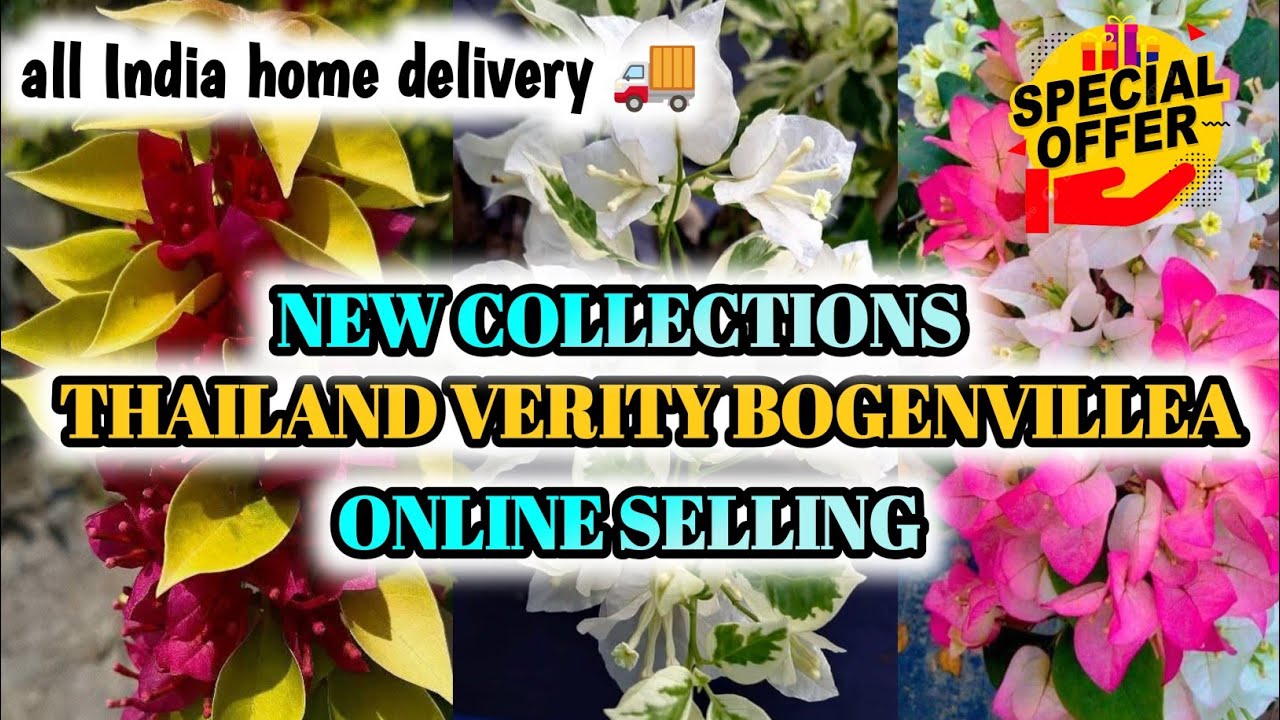 NEW COLLECTION THAILAND VERITY BOGENVILLEA🥳| UPTO 30% OFF🤩|ALL INDIA HOME DELIVERY🚚|PLANTS PLATFORM🌿