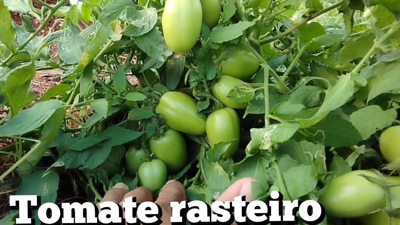 tomate rasteiro com 62 dias  ZAP 87 999249487