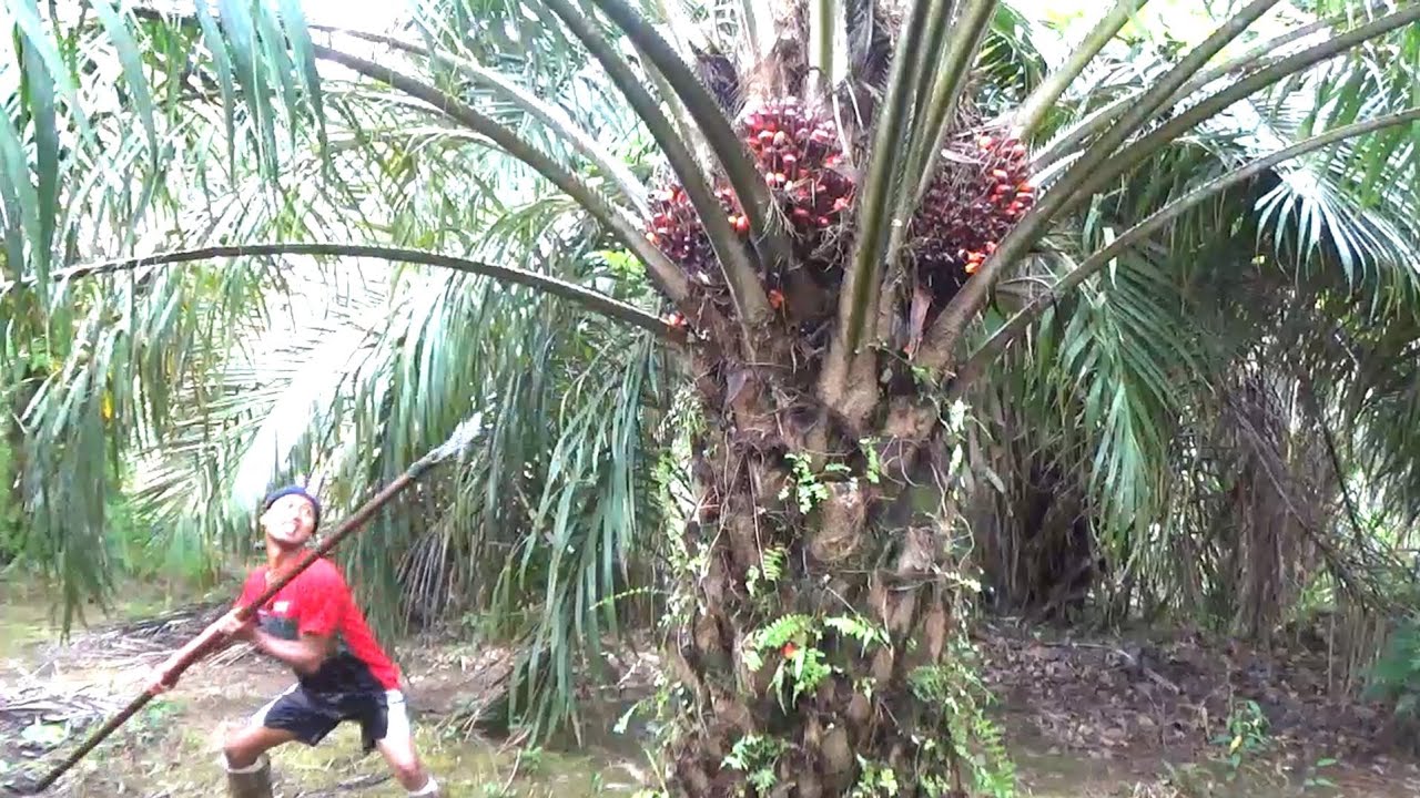 REJEKI‼️PANEN SAWIT SOCFINDO BUAHNYA AMPUH DAN HASILNYA MASIH NORMAL