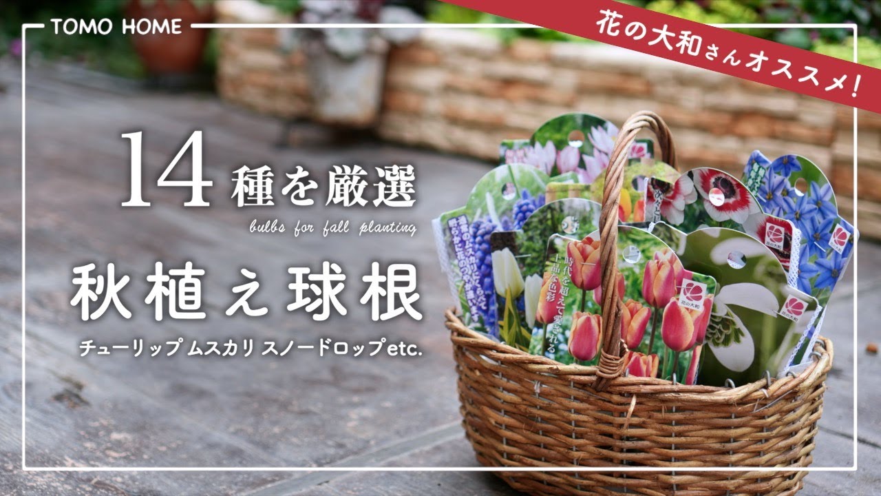 【オススメ球根14選】鉢・花壇に使える品種の選び方【チューリップ/ムスカリ/アネモネ】