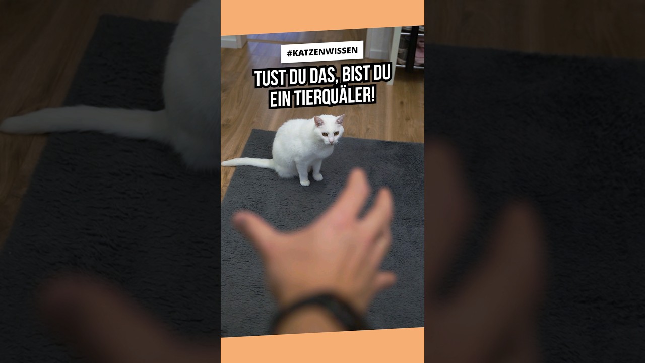 DAS ist Tierqu&auml;lerei! 😡 Katze pinkelt &uuml;berall hin | Misshandlung bei Protestpinkeln #katzenwissen