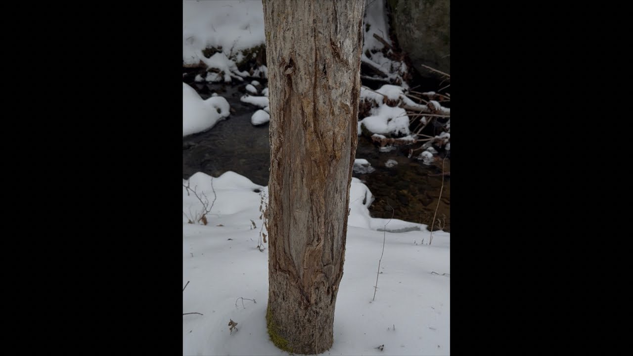 My low down on buck rubs , Why bother???Rodney Elmer & Mountain Deer is live!
