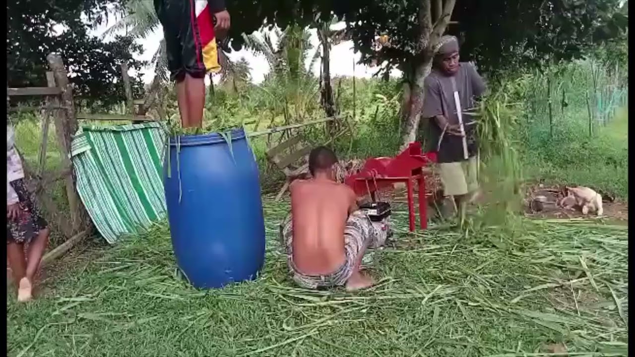 Gumawa Kami Ng Silage Para May Pagkain Ang Mga Kambing Sa Tag-ulan