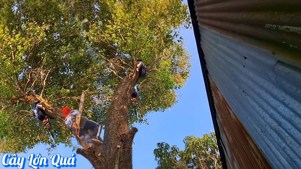Cưa Cây Trâm Siêu Khủng Ngã Vào Nhà / Sawing Down a  Tram Tree That Fell into the House | P214