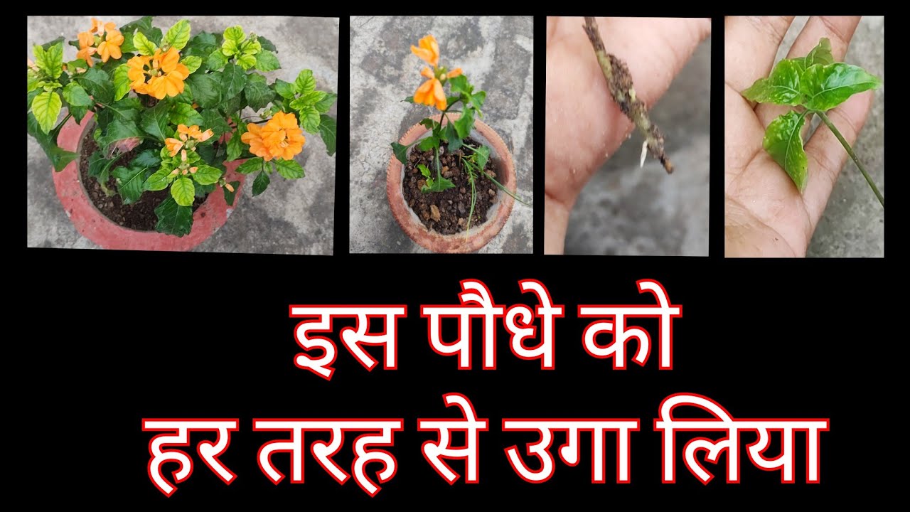 1100- Aboli Plant Propagation / अबोली का पौधा कैसे उगाएं / Grow Crossandra Plant / Grow Aboli Plant