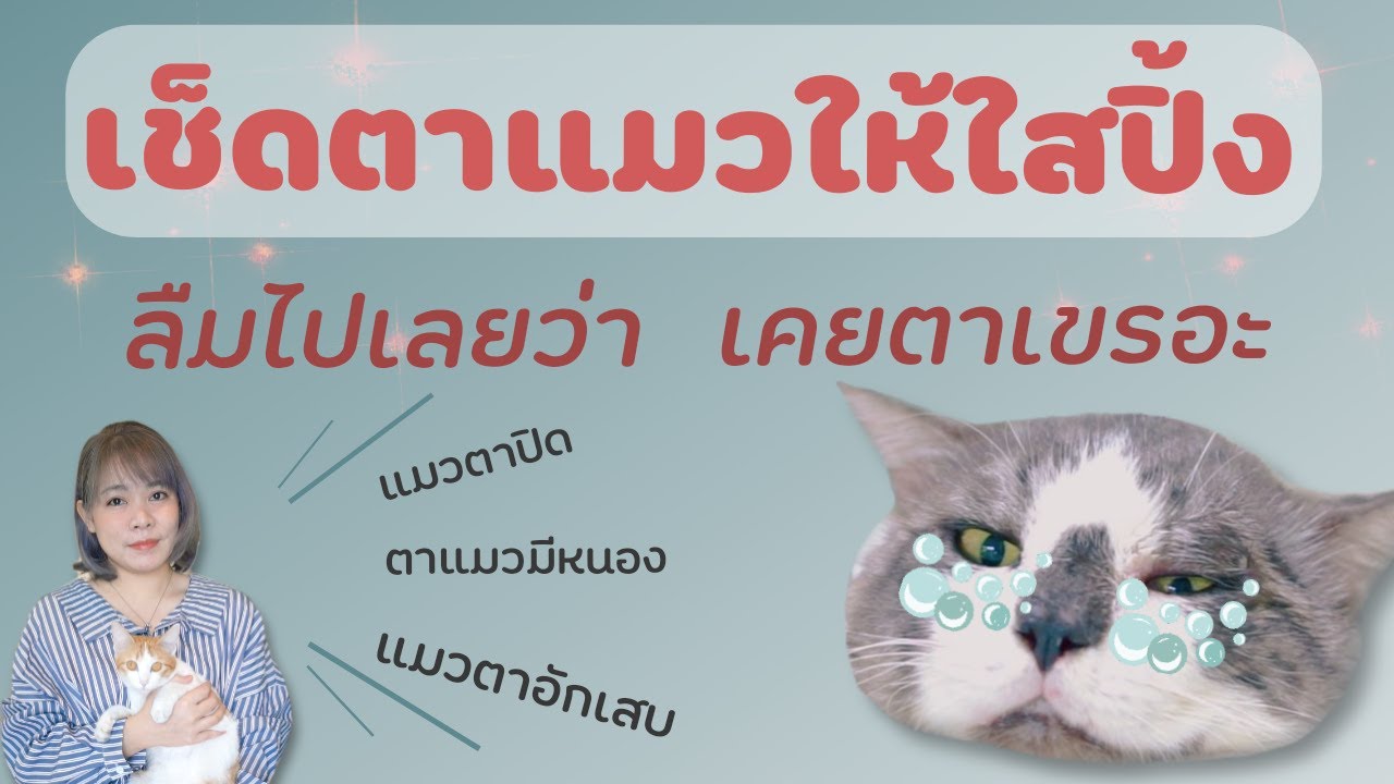 เช็ดตาแมวให้ใสปิ้ง ลืมไปเลยว่าเคยตาเขรอะ