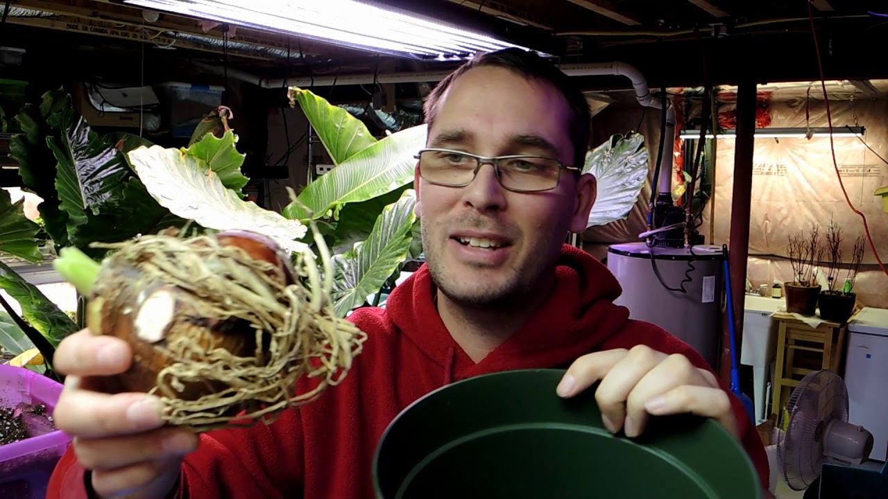 Amaryllis Fun!  The Old and the New