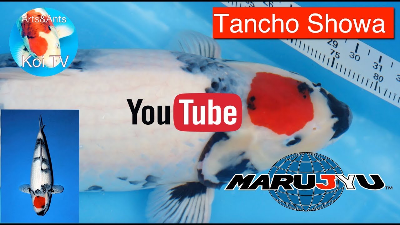 Team Arts&Ants bemachtigt top Tancho Showa van Marujyu