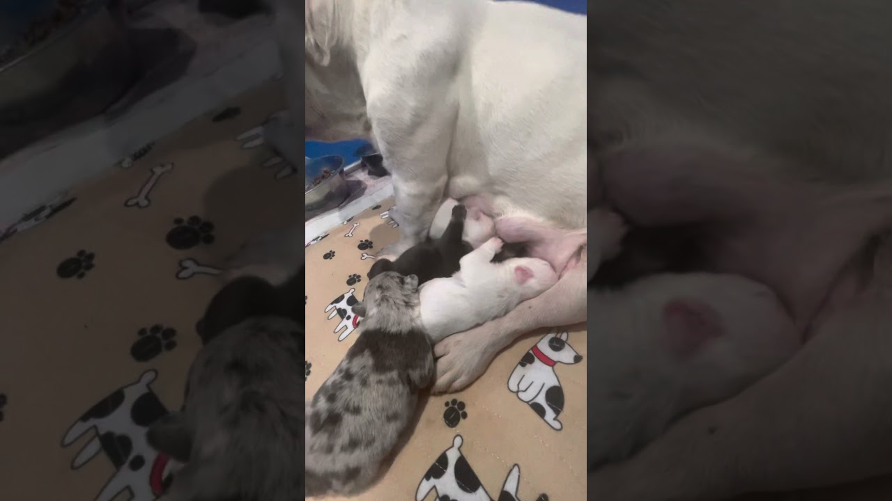 Rare French Bulldog puppies nursing at the milk bar