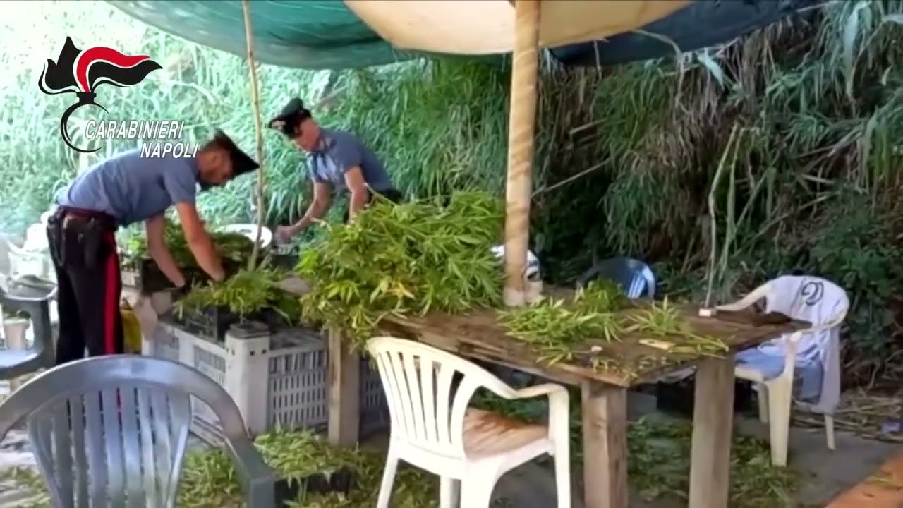 Carabinieri sequestrano piantagione di Marijuana nel comune di Giugliano