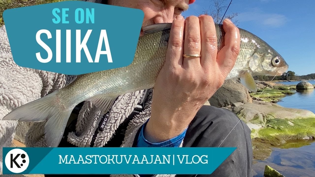 Ongitaan siikaa & jutellaan vehkeistä & tekniikasta