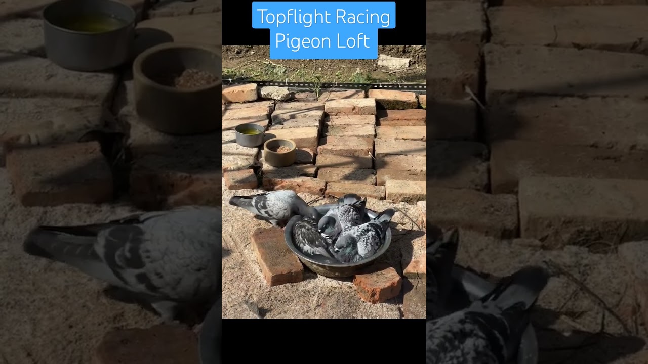#pigeon #racingpigeons #pigeonracing #racer #racerkabootar #homer #homerpigeon #homerkabootar #tfrpl