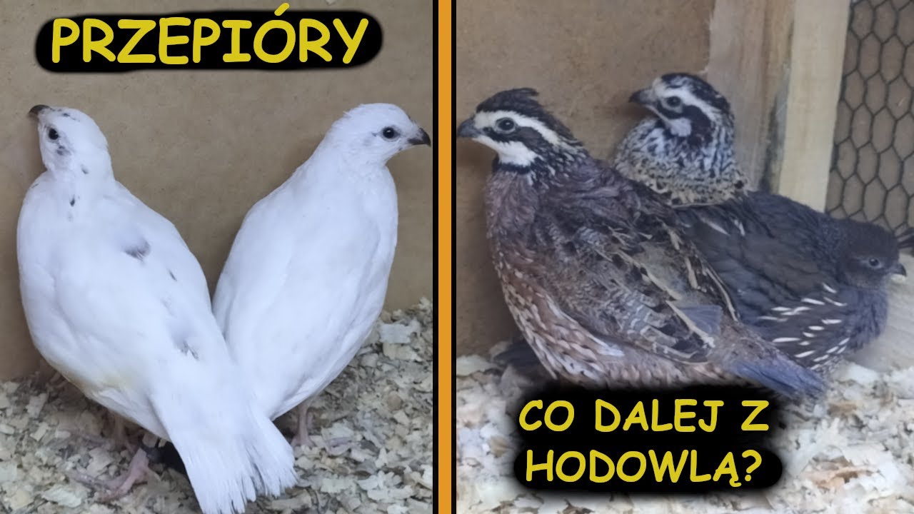 PRZEPIÓRY ! MOJA PRZEPIÓRCZARNIA I CO DALEJ Z KANAŁEM 🤔