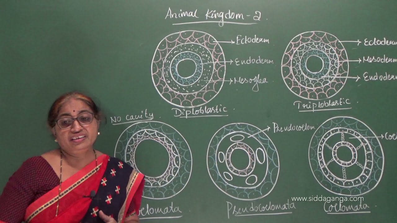 I PUC - BIOLOGY - ANIMAL KINGDOM - PART 2