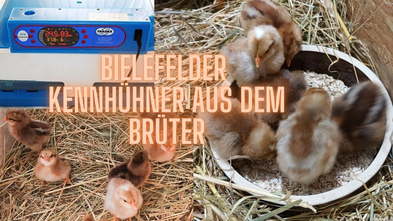 Bielefelder Kennh&uuml;hner aus dem Br&uuml;ter