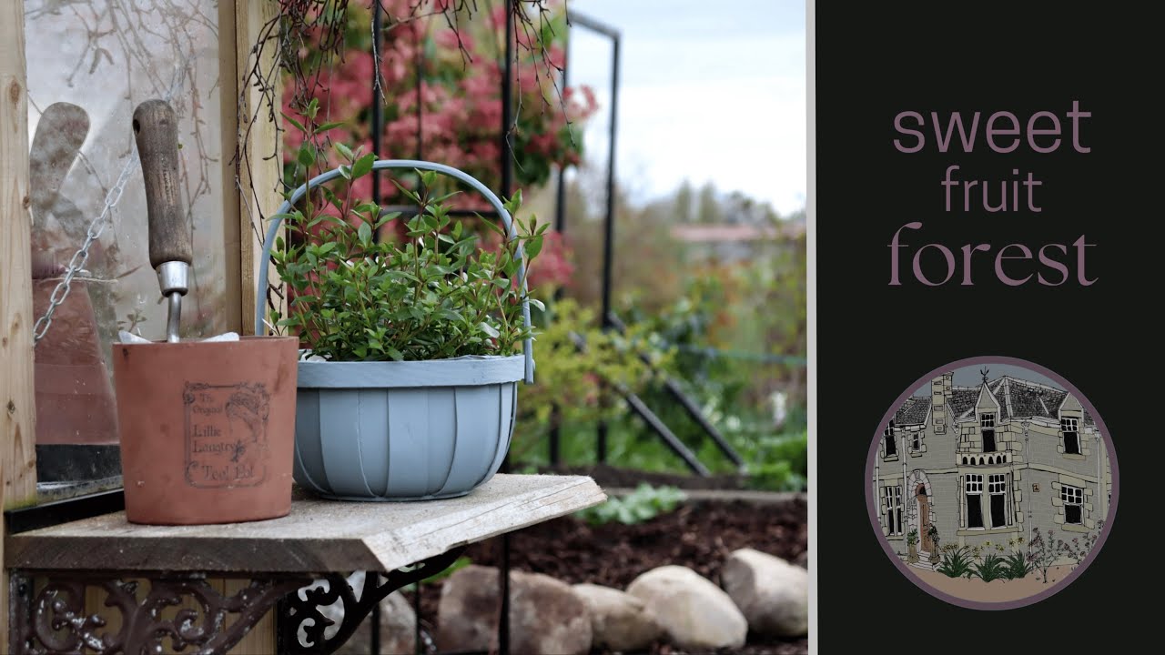 Подготовка к обильному урожаю в теплице и фруктовом лесу | Дачный сад | Простая жизнь