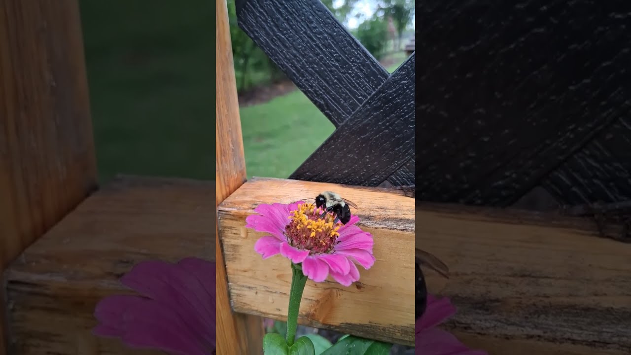 Bee resting & releasing pheromones on flower!