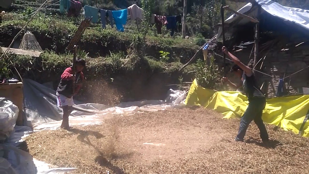 दोलखालि कोदो चुटाई kodo chutai dolakha