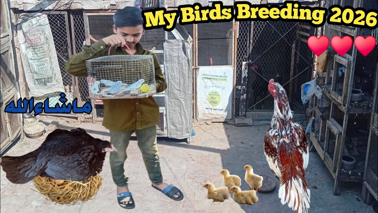 🔥2026 ki successful breeding🥰||Mashallah 100 chicks and parrots❤️