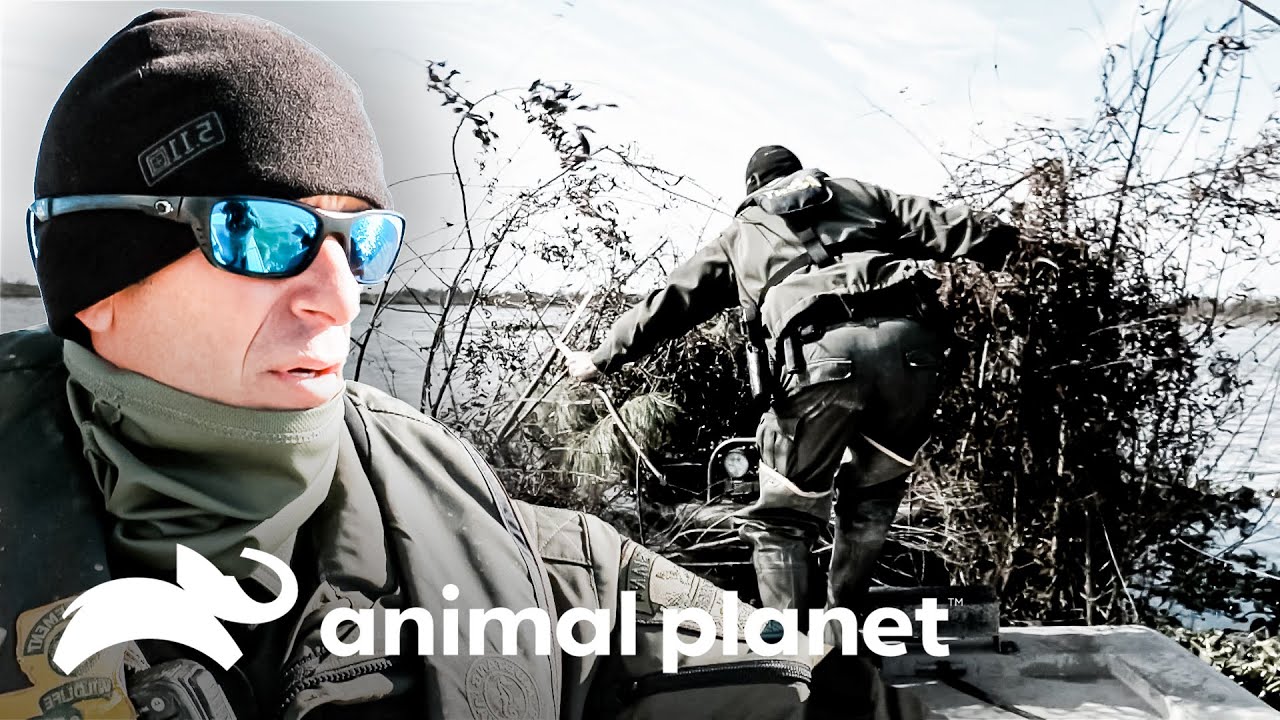 Capturando a un hombre violento en el pantano | Guardianes de Luisiana | Animal Planet