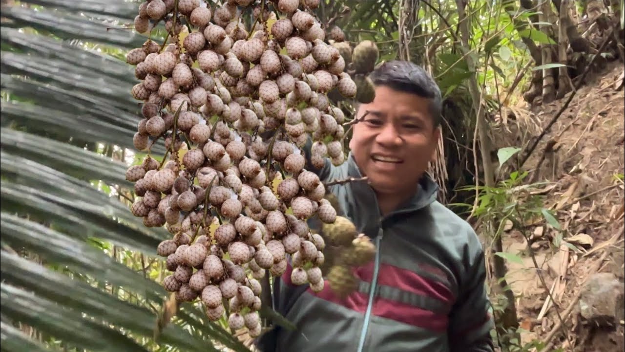 Jungle Fruit Fekre Tipai Bhayo||Rimbick To Kurseong Travel||Last Picnic 2025 Ko Hamro||