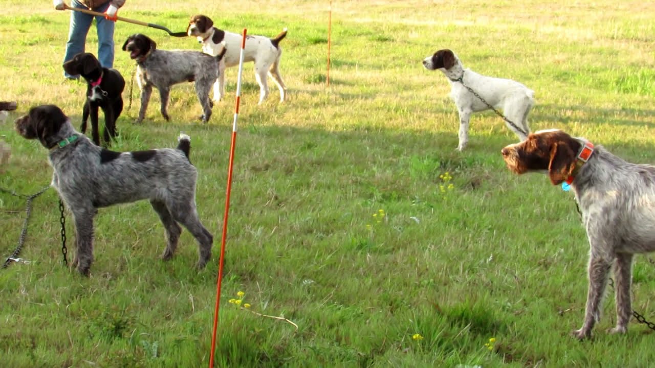 AKC Walking field Trial--Dunnit (April 17, 2021)